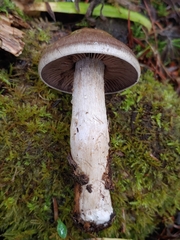 Cortinarius infractus