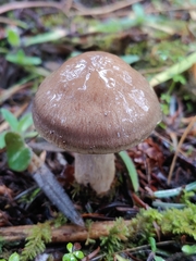 Cortinarius infractus