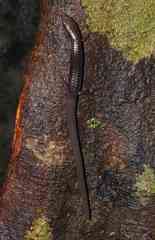 Iphisa elegans