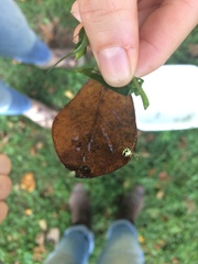 Phylloneta pictipes
