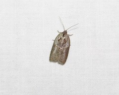 Acleris maculidorsana