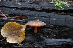Pluteus umbrosus