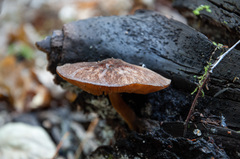 Pluteus umbrosus