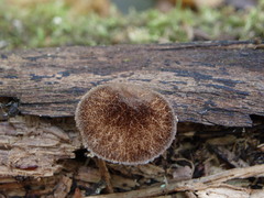 Pluteus umbrosus