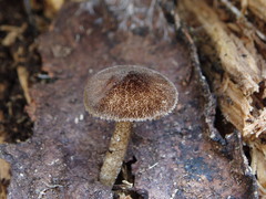 Pluteus umbrosus
