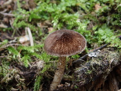 Pluteus umbrosus