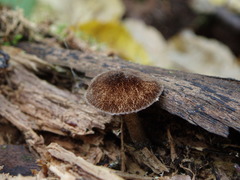 Pluteus umbrosus