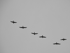 Cyanoliseus patagonus