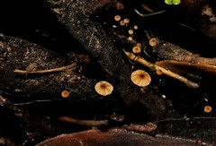 Cryptomarasmius corbariensis