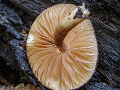 Pluteus umbrosus