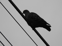 Patagioenas maculosa