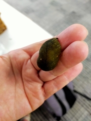 Pseudaneitea