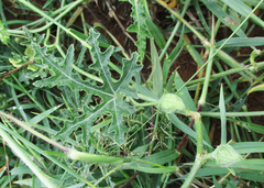 Citrullus naudinianus image