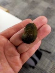 Pseudaneitea