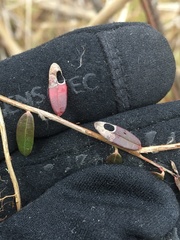 Coptodisca negligens