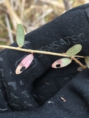 Coptodisca negligens