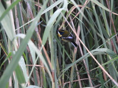 Tachuris rubrigastra