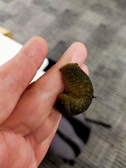 Pseudaneitea