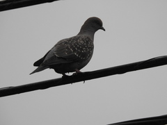 Patagioenas maculosa