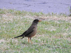 Turdus falcklandii