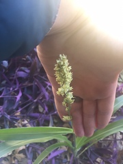 Sorghum bicolor