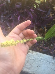 Sorghum bicolor