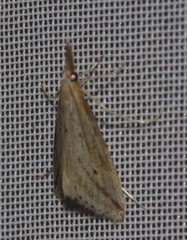 Donacaula longirostrallus