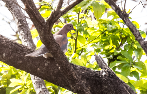 Laughing Dove
