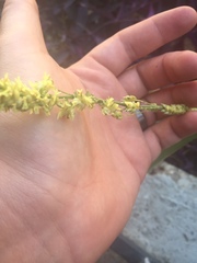 Sorghum bicolor