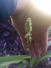 Sorghum bicolor