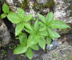 Arisaema jacquemontii