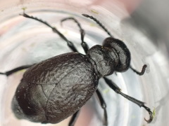 Meloe rugosus