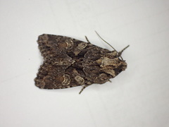 Dryobotodes tenebrosa