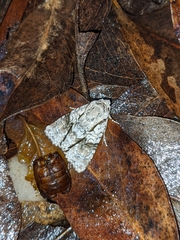 Turnerinycta phaeocosma