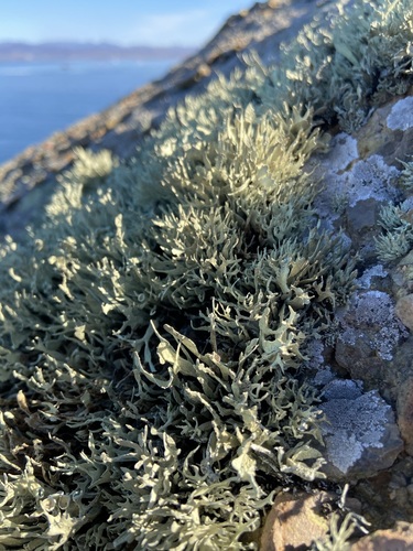 Armored Sea-Fog Lichen