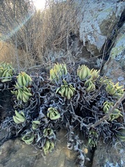 Dudleya campanulata