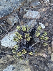Dudleya anomala