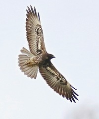 Geranoaetus albicaudatus