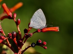 Strephonota tephraeus
