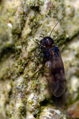 Peripsocus milleri