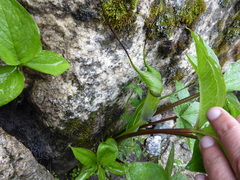 Arisaema jacquemontii