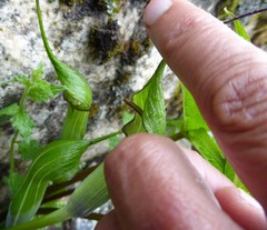 Arisaema jacquemontii
