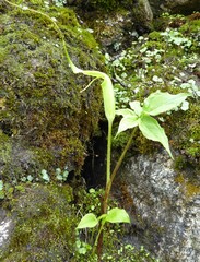 Arisaema jacquemontii