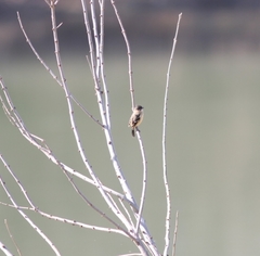 Sporophila morelleti