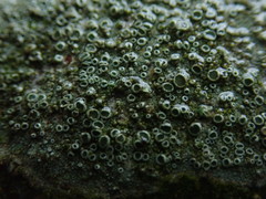 Lecanora pacifica