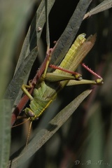 Schistocerca alutacea