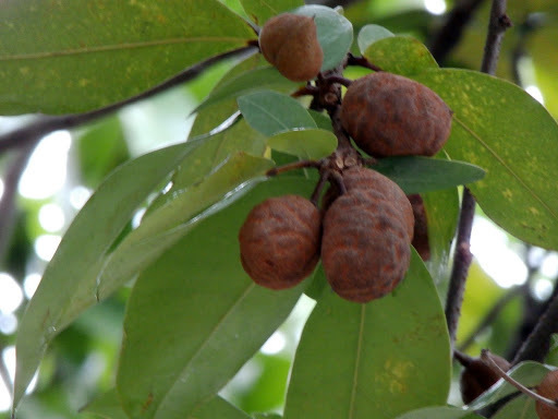 Cynometra (plants Of Guam And The Cnmi) · Inaturalist