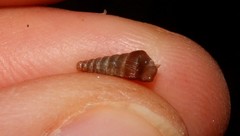 Strigillaria