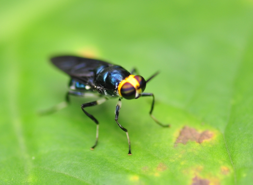 Cyphomyia varipes