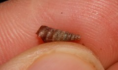 Strigillaria